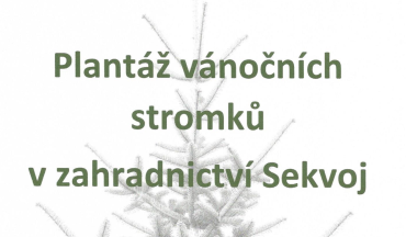 Plantáž vánočních stromků