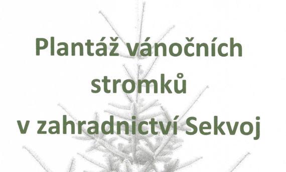Plantáž vánočních stromků